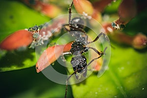 Ant leaf bee nature green midge macro closeup photo