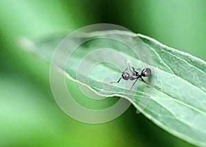 Black Ant on a Green Leaf