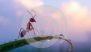 Ant on leaf with dew drops at sunrise.