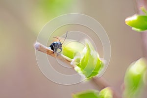 Ant on leaf, macro, selective focus.