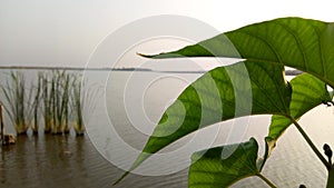 Ant with leaf. With river.