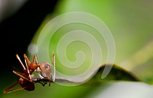 Ant on the leaf
