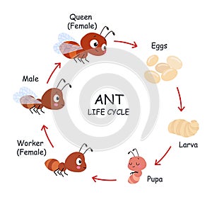 Ant life cycle poster for children. Step by step stages of insects growth. Eggs, pupa, larvae and adults. Cartoon ants
