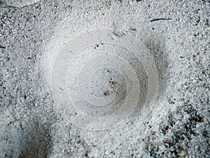 Ant lion hiden in dimple, insect trap in the sand photo
