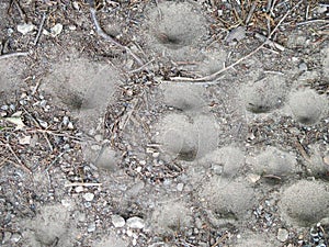 Ant Lion Holes