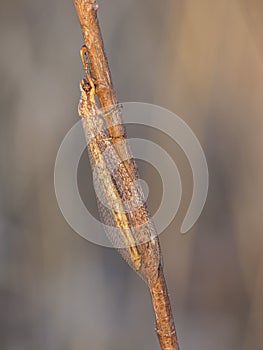 Ant lion on imago in natural space Myrmeleon formicarius