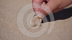 An ant-lion insect buries itself in the sand on a seashell beach in the sea of Azov. Larvae are covered with hairs and bristles. M