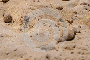 Ant lion or Myrmeleontidae larva on sand ground