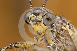 Ant lion portrait