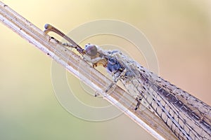 Ant lion on stick