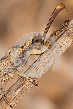 Ant lion on stick