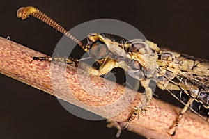 Ant lion on stick