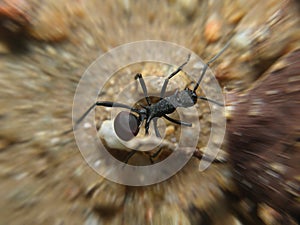 Ant Macro