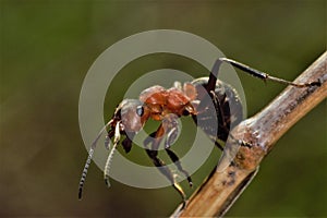 Ant