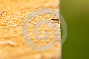 Ant macro photo on the edge of a wood chop.