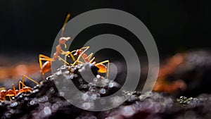 Ant macro photography back yard