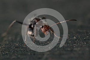 Ant macro shot 4x magnification