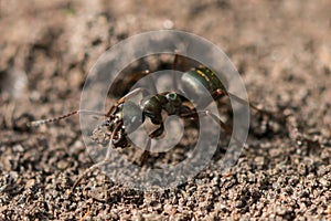 Ant macro shot photography