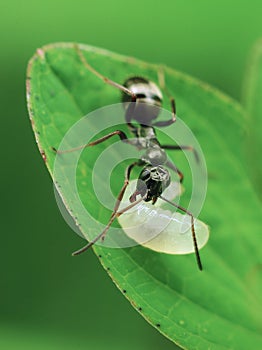 Ant with maggot photo