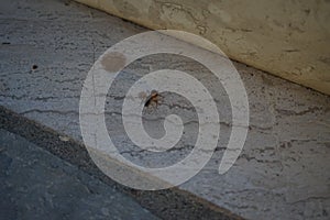 Ant on marble steps. Ants are eusocial insects of the family Formicidae and belong to the order Hymenoptera. Kolympia, Greece