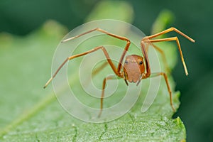 Ant Mimic Crab Spider - nature marco photography