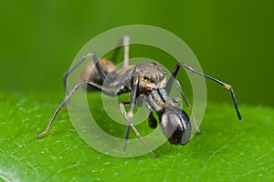 Ant-mimic jumping spider photo