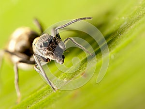 Ant-mimic jumping spider