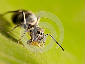 Ant-mimic jumping spider