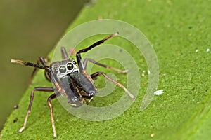 An Ant-mimic Jumping spider