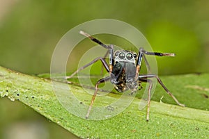 An Ant-mimic Jumping spider photo