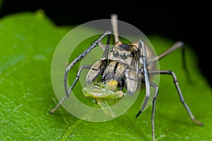 An ant-mimic Jumping spider with prey photo