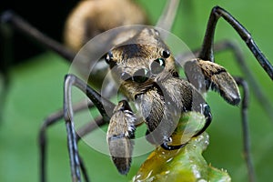 An ant-mimic Jumping spider with prey