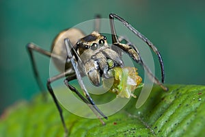 An ant-mimic Jumping spider with prey