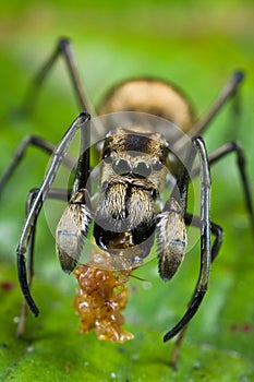 An ant-mimic Jumping spider with prey photo