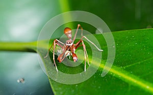 Ant Mimic Spider photo