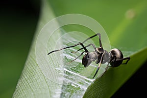 Ant mimic spider photo