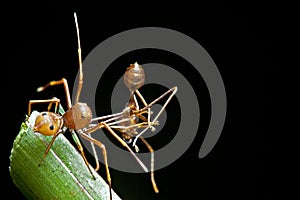 The ant mimic spider with its food photo
