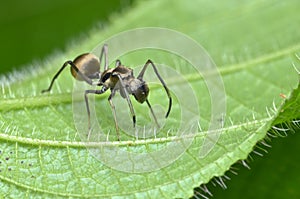 Ant mimic spider