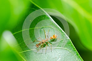 Ant mimic spider - male