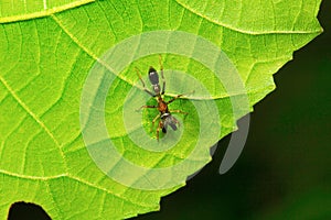 Ant mimic spider , Myrmarachne , Aarey Milk Colony , INDIA