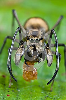 Ant mimic spider with prey