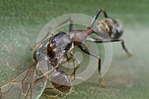 Ant mimic spider with prey