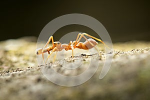 Ant mimic Spider in Thailand and Southeast Asia.