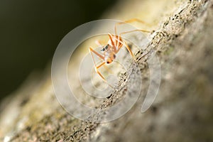 Ant mimic Spider in Thailand and Southeast Asia.