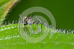 Ant mimic spider
