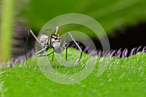 Ant mimic spider