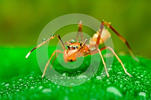 Ant mimic spider with water drops photo