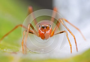 Ant-Mimicking Spider