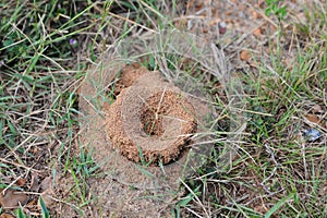 Ant mound