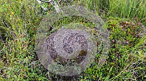 Ant mounds of the formica lugubris in the arctic tundra, northern Sweden